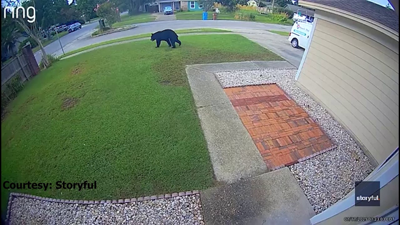Florida man spots black bear strolling through yard 