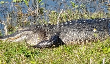 Alligator takes a dip in Florida pool – WFTV