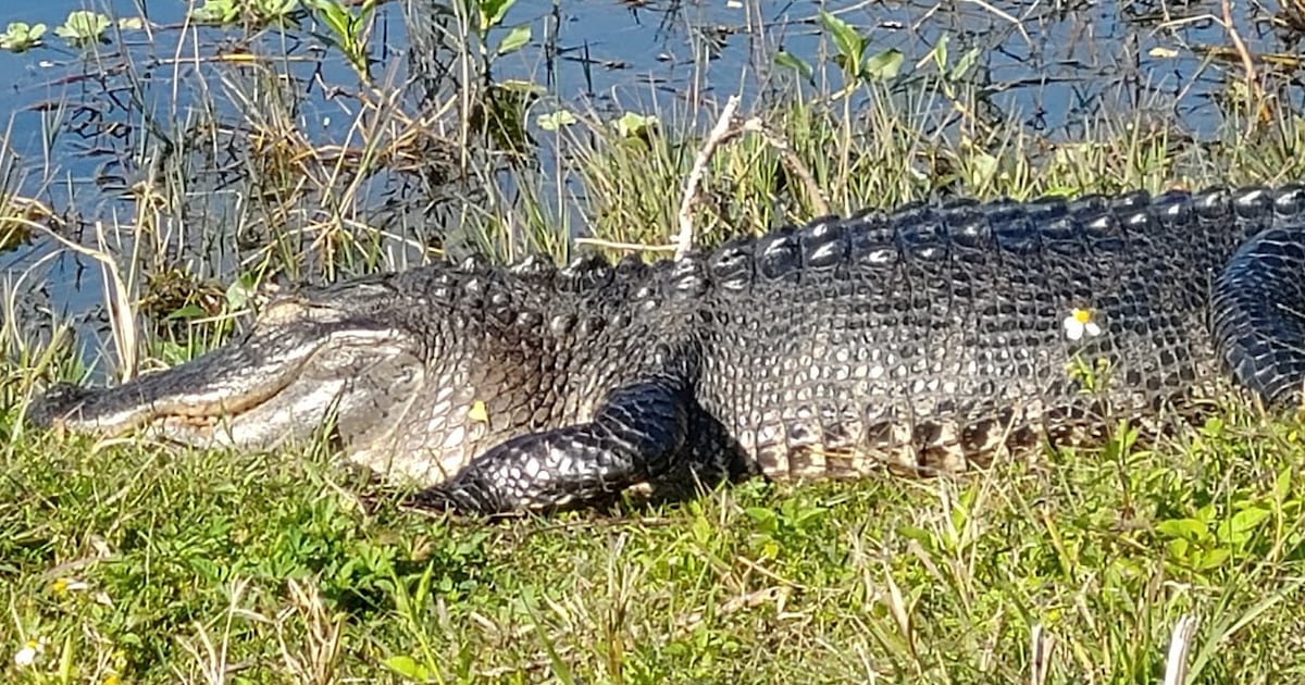 Alligator takes a dip in Florida pool – WFTV