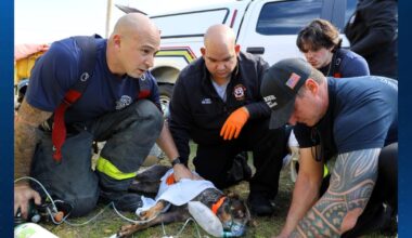 Dogs and cats rescued from house fire near Tampa