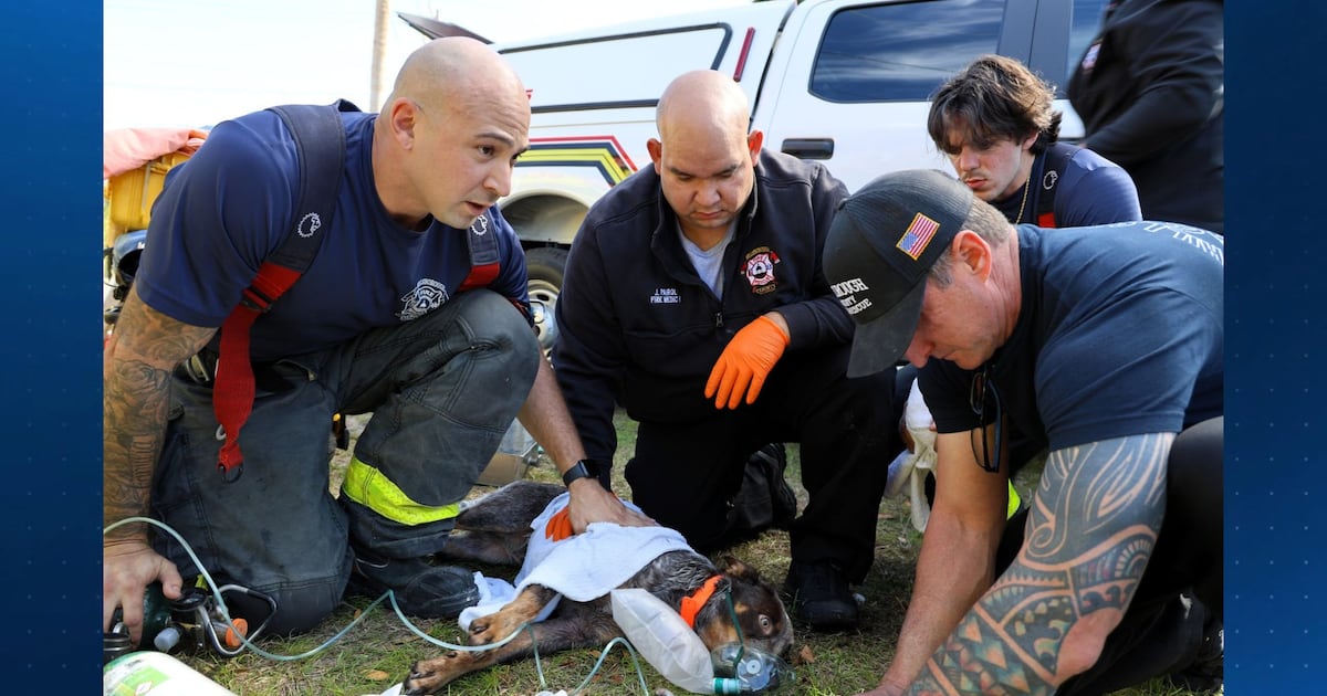 Dogs and cats rescued from house fire near Tampa
