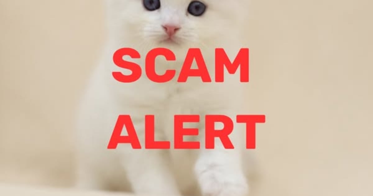 Jacksonville Humane Society warns public of Facebook pet adoption scam – Action News Jax