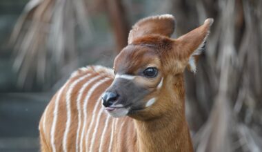 ZooTampa Celebrates Birth of Critically Endangered Eastern Bongo Calf