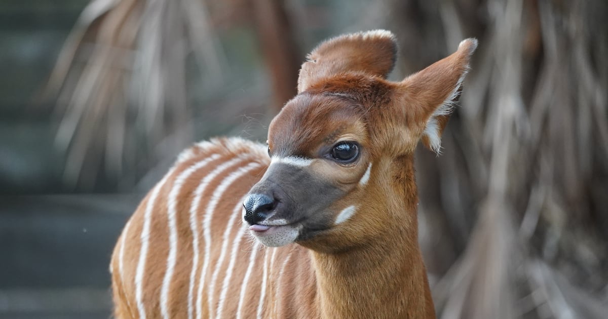 ZooTampa Celebrates Birth of Critically Endangered Eastern Bongo Calf