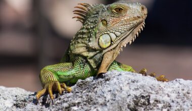 Temperature Drop in Central Florida Causes Cold-Stunned Iguanas