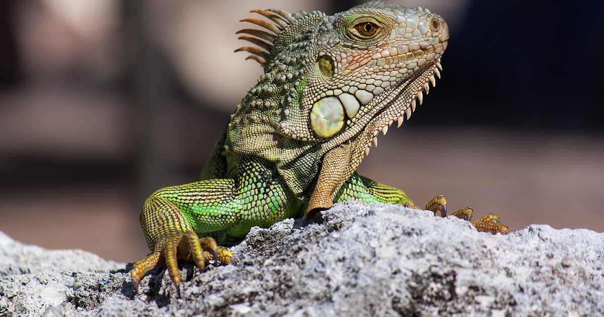 Temperature Drop in Central Florida Causes Cold-Stunned Iguanas