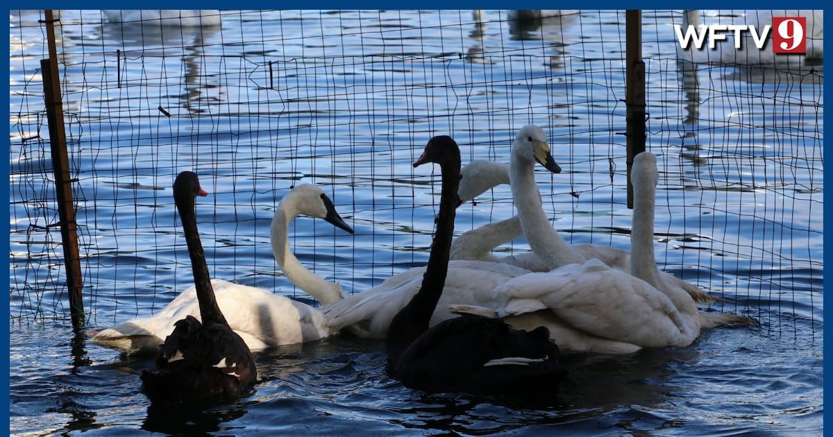 More swans at Lake Eola in Orlando have died