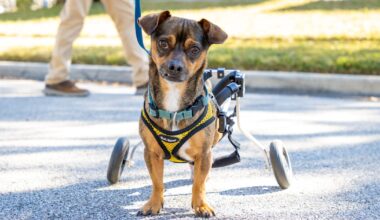 Florida’s animal abuser database launches – and is met with disappointment – WFTV