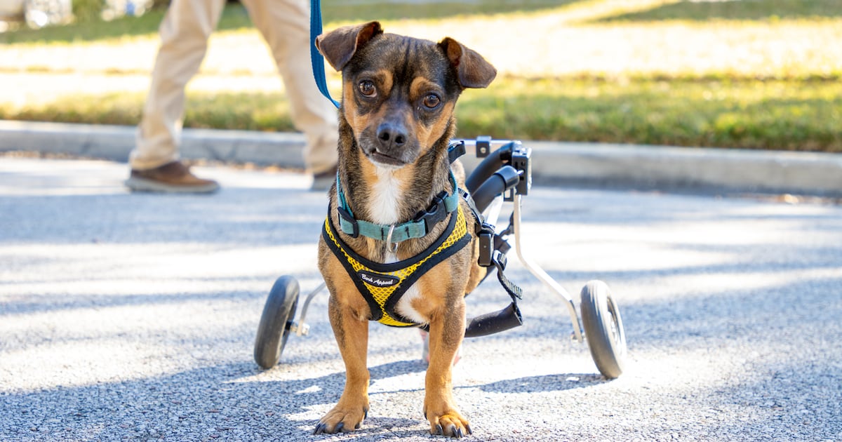 Florida’s animal abuser database launches – and is met with disappointment – WFTV