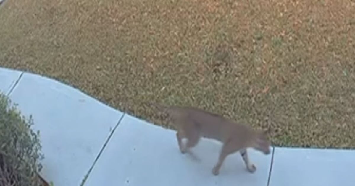 Bobcat wanders east Orange County neighborhood – WFTV