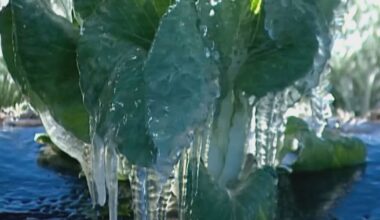 Central Florida citrus growers brace for weekend freeze – WFTV