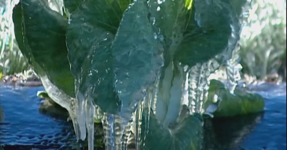 Central Florida citrus growers brace for weekend freeze – WFTV