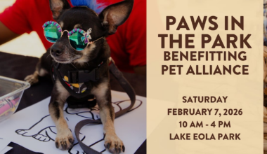 Paws in the Park 2026 – WFTV