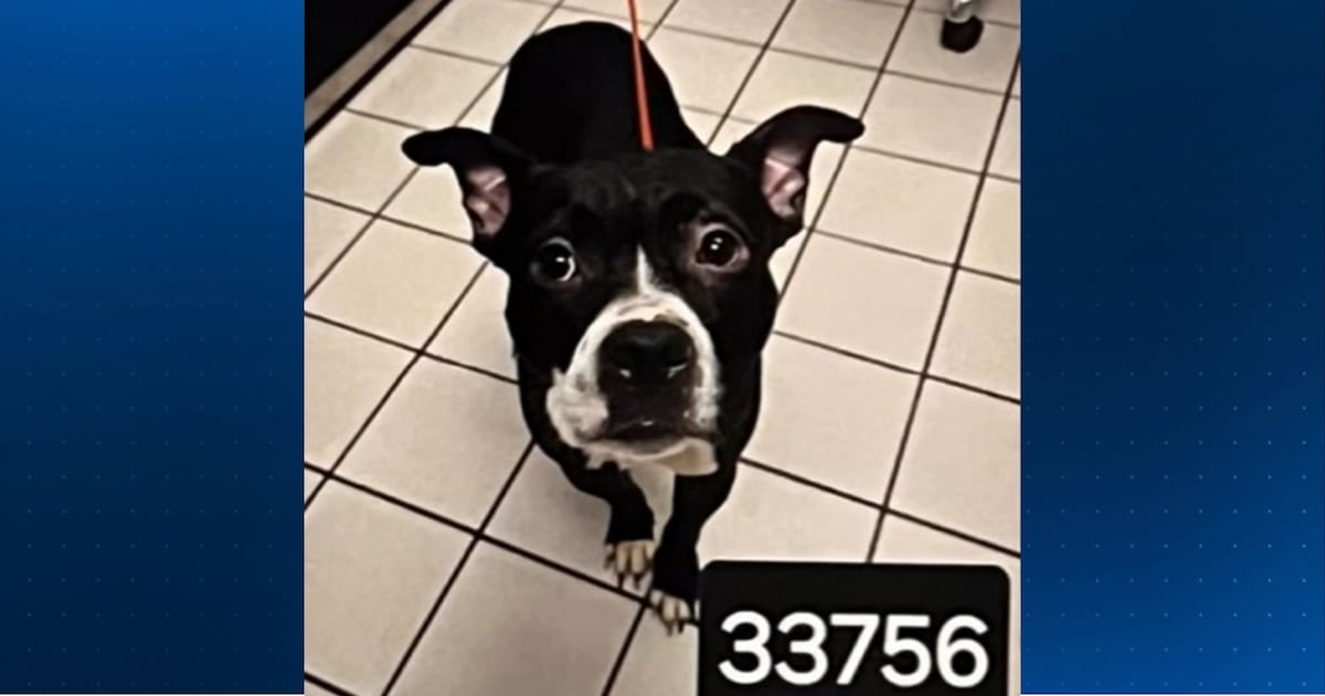 Tougher punishment for animal abuse among 100 new laws enacted in Florida – WFTV