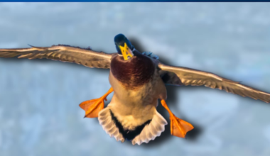 Florida Judge 'Knocks Out' SeaWorld Duck Lawsuit