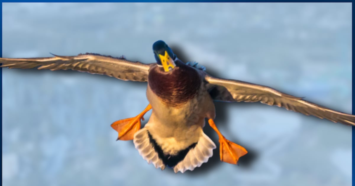 Florida Judge 'Knocks Out' SeaWorld Duck Lawsuit