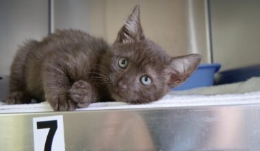 Pet Alliance Orlando Adds Kennels for New Shelter