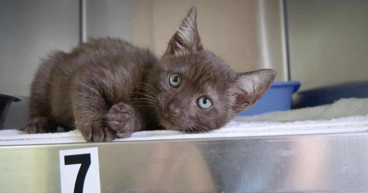 Pet Alliance Orlando Adds Kennels for New Shelter