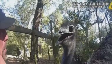 Emu leads deputies on wild chase through Florida neighborhood – WFTV