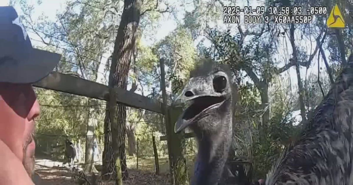 Emu leads deputies on wild chase through Florida neighborhood – WFTV