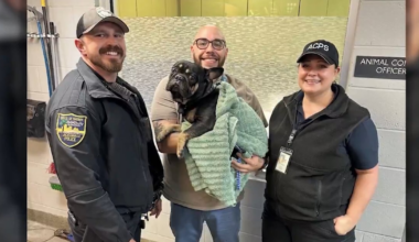 French bulldog rescued from river island by JSO officers – 104.5 WOKV