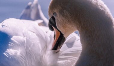 26 swans have died after bird flu outbreak at Lake Eola in Orlando, officials confirm – WFTV