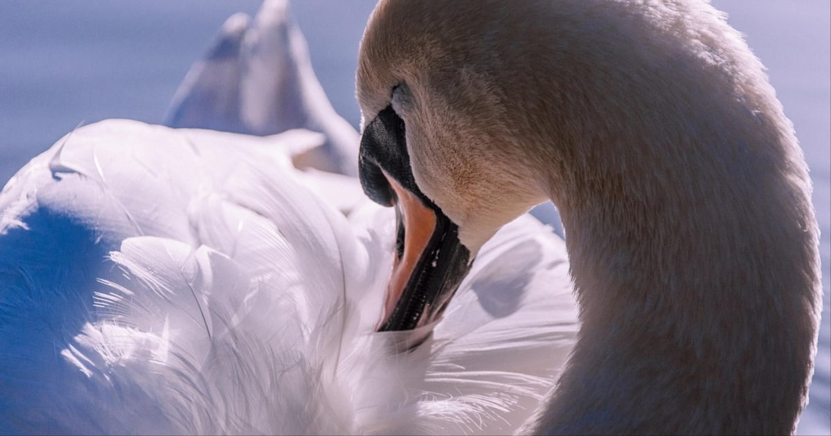 26 swans have died after bird flu outbreak at Lake Eola in Orlando, officials confirm – WFTV