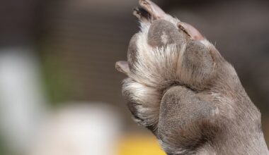 Dexter’s Law takes effect, creating a public registry of convicted animal abusers in Florida – Action News Jax