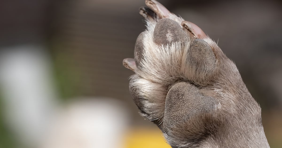 Dexter’s Law takes effect, creating a public registry of convicted animal abusers in Florida – Action News Jax