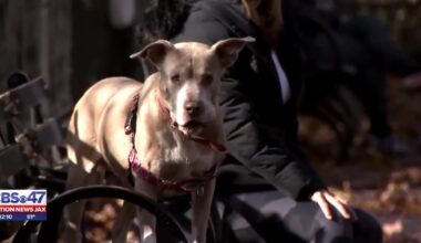 COJ votes to create permitting process to allow dog-friendly patios at restaurants  – Action News Jax