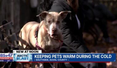 Jacksonville veterinarian weighs in on how to keep pets safe during cold snap  – Action News Jax