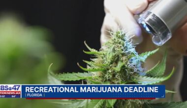 State rejects 270K petitions, leaving marijuana initiative 120K petitions short ahead of deadline – Action News Jax