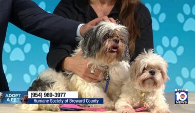 Humane Society of Broward seeks loving, permanent home for Lady and Tramp