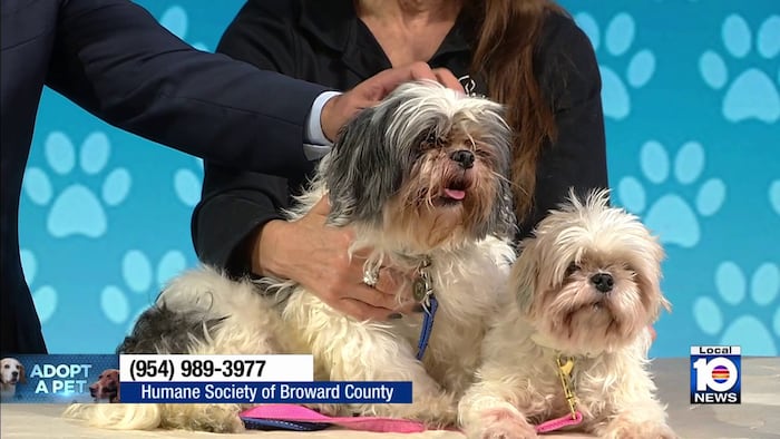 Humane Society of Broward seeks loving, permanent home for Lady and Tramp