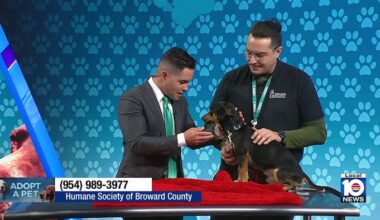 Humane Society of Broward County seeks loving, permanent home for Cecilio from Puerto Rico