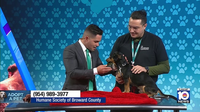 Humane Society of Broward County seeks loving, permanent home for Cecilio from Puerto Rico