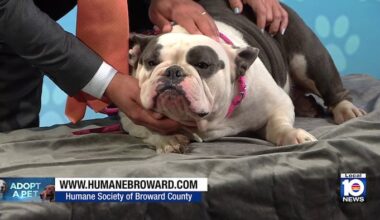 Humane Society of Broward seeks ‘furever’ home for Chloe the bulldog, other furry friends