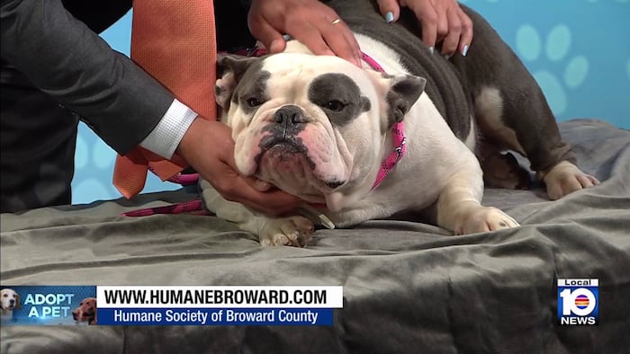 Humane Society of Broward seeks ‘furever’ home for Chloe the bulldog, other furry friends