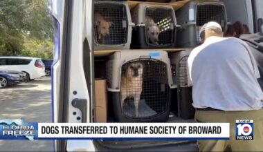 11 dogs rescued from rural Florida shelter ahead of cold snap