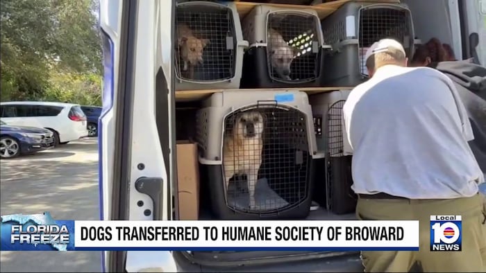 11 dogs rescued from rural Florida shelter ahead of cold snap
