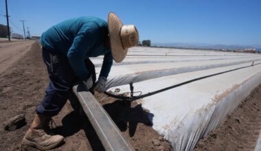 A farm worker sets up irrigation pipes for a strawberry field in Oxnard, Calif., on Wednesday, June 18, 2025. (AP Photo/Damian Dovarganes)