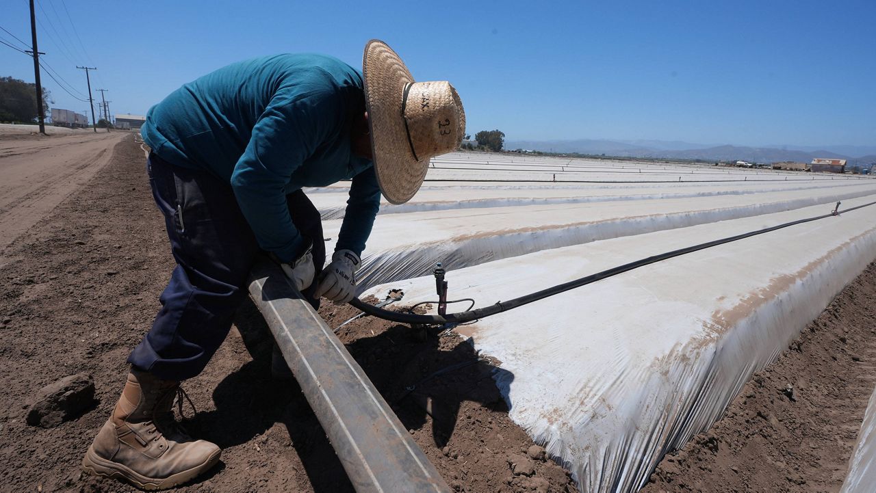 A farm worker sets up irrigation pipes for a strawberry field in Oxnard, Calif., on Wednesday, June 18, 2025. (AP Photo/Damian Dovarganes)