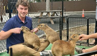 Connor Farrell, King of the capybaras, at Kawha Coffee in Tampa, where $40 gets you cuddle time and a coffee. Photo by Jeff Joiner/Staff