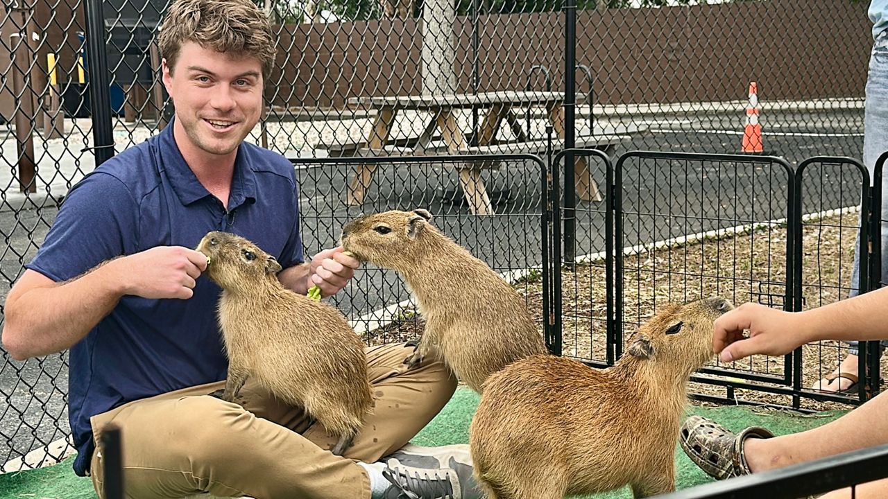 Connor Farrell, King of the capybaras, at Kawha Coffee in Tampa, where $40 gets you cuddle time and a coffee. Photo by Jeff Joiner/Staff