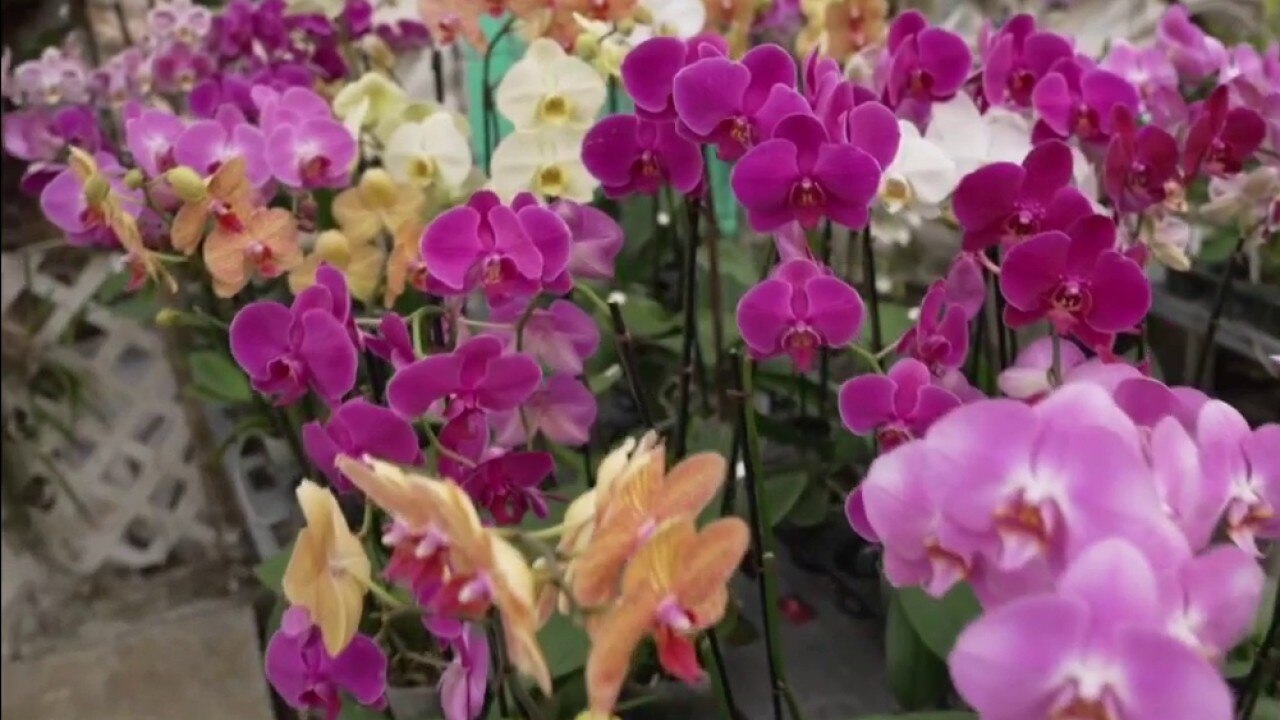 Growing Florida's diverse orchids 