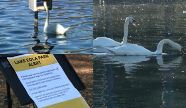 Lake Eola swans: 19 have died over span of weeks; all tested positive for Avian flu: City