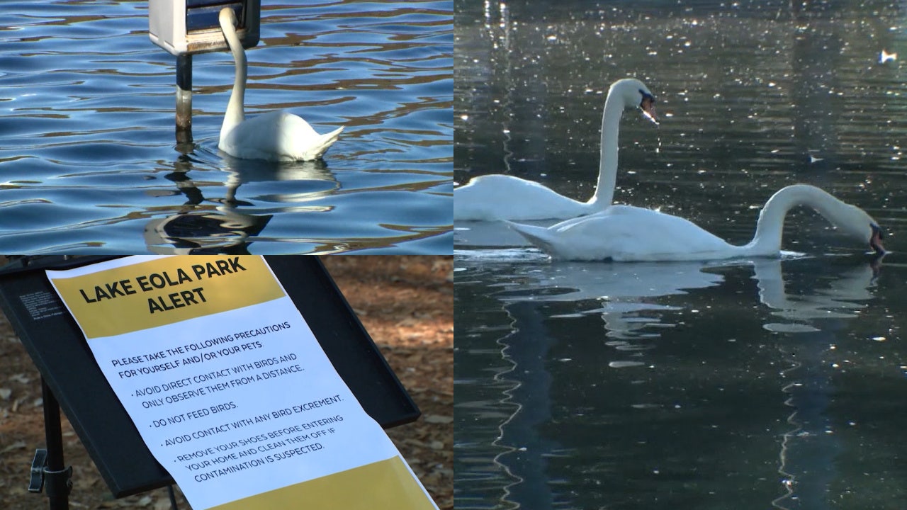 Lake Eola swans: 19 have died over span of weeks; all tested positive for Avian flu: City