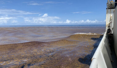 Between 2003 and 2022, blooms of macroalgae, such as the seaweed sargassum seen here, rose by 13.4 percent per year in the tropical Atlantic and western Pacific. Credit: Ellen Park / Woods Hole Oceanographic Institution