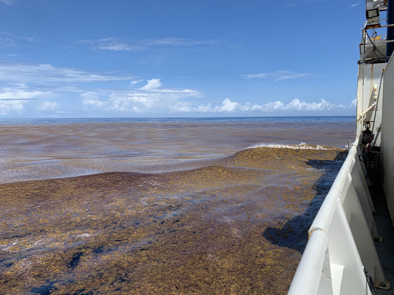 Between 2003 and 2022, blooms of macroalgae, such as the seaweed sargassum seen here, rose by 13.4 percent per year in the tropical Atlantic and western Pacific. Credit: Ellen Park / Woods Hole Oceanographic Institution