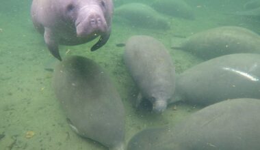 Just like many Floridians, the manatees don’t like the cold. In fact, they rely on the warm water for survival, and the constant 72-degree water in the spring is a perfect fit. (File photo)